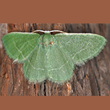 Chlorissa malescripta